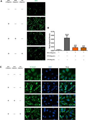 Medicinal fungus Phellinus igniarius alleviates gout in vitro by modulating TLR4/NF-kB/NLRP3 signaling